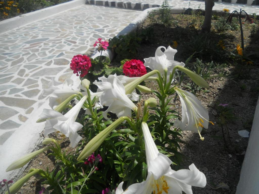 Villa Ostria Kamári Exteriör bild